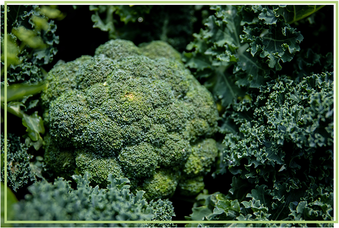 be broccoli image